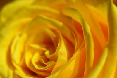 Macro view on bright yellow rose flower