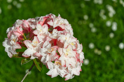 Close-up of pink rose flowers