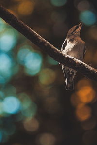 Low angle view of bird perching on branch