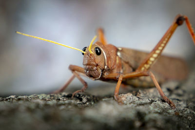 Close-up of insect on rock