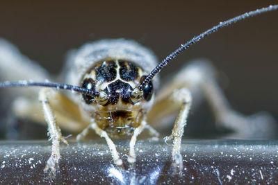 Close-up of spider