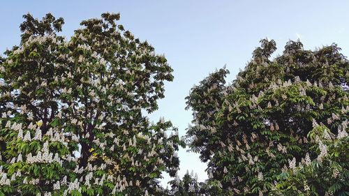 Low angle view of trees against clear sky