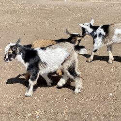 Adorable group of baby goats with their mother in the front. 