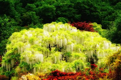 Plants growing on tree