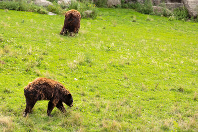 Sheep grazing in a field