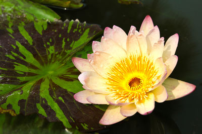 Close-up of flower with water lily
