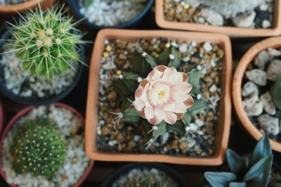 High angle view of potted plants