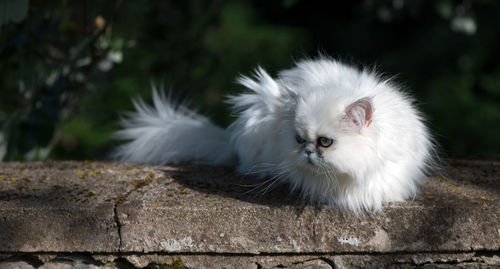 Close-up portrait of white cat