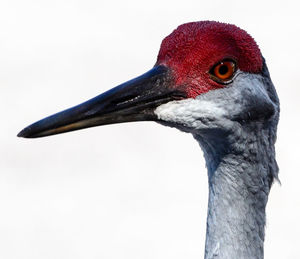 Close-up of bird