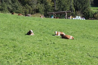 Dogs relaxing on grassy field