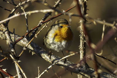 Close-up of a little robin sitting in a thorn bush. the picture is taken in sweden during winter.