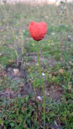 Close-up of flower growing in field