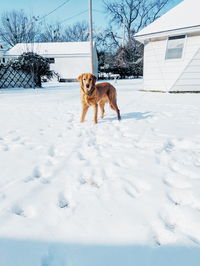 Dog on snow covered landscape