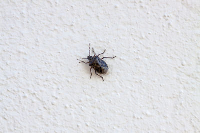 Close-up of bug on wall