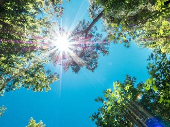 Low angle view of sunlight streaming through trees against sky