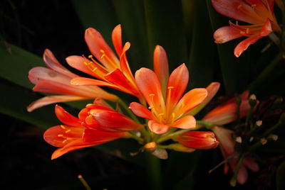 Close-up of orange lily