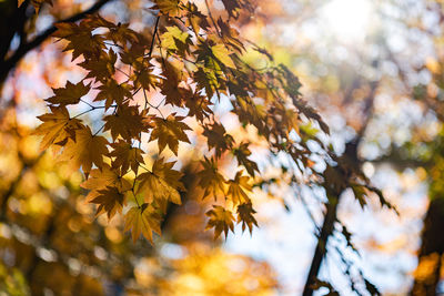 Low angle view of maple leaves on tree