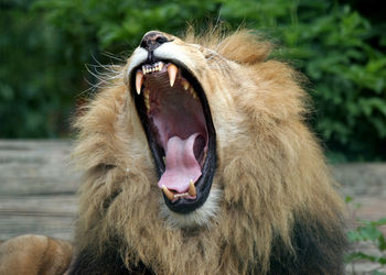 Close-up of horse yawning