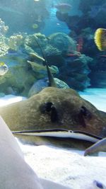 Close-up of fish swimming in aquarium