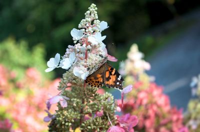 Close-up of butterfly on pink flowers