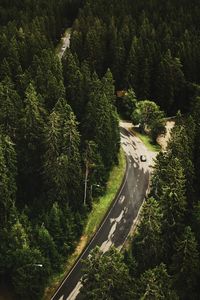 Road passing through forest