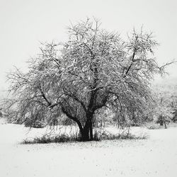 Bare tree on snow field against clear sky