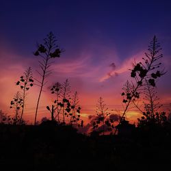 Silhouette trees against sky during sunset