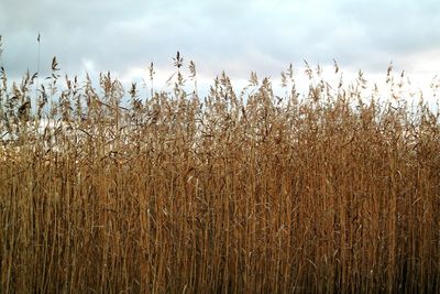 Wheat crop in field