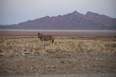 Zebra standing on field