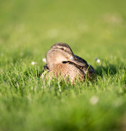 Midsection of a duck on grassy field