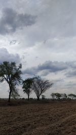 Trees on field against sky