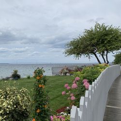 Flowering plants by sea against sky