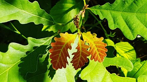 Close-up of butterfly on leaves