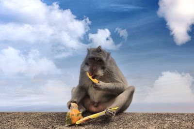 Monkey sitting on a rock