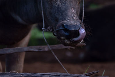 Close-up of a horse