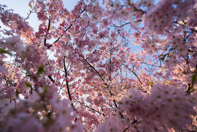 Low angle view of cherry blossom tree