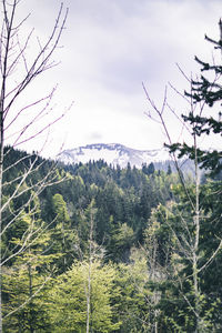 Plants growing on land against sky