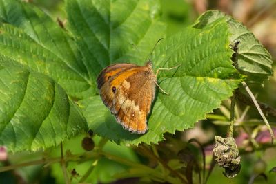 Close-up of butterfly on leaves