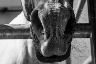 Close-up portrait of horse