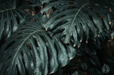 Full frame shot of palm tree