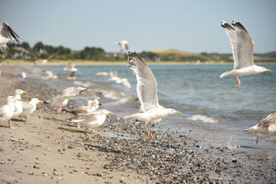 Seagulls on beach