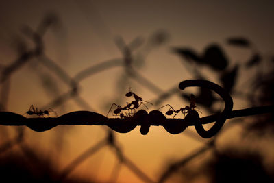 Close-up of silhouette barbed wire on plant against sky