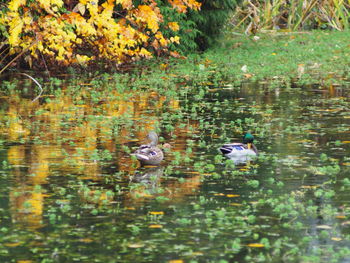 Ducks swimming in lake