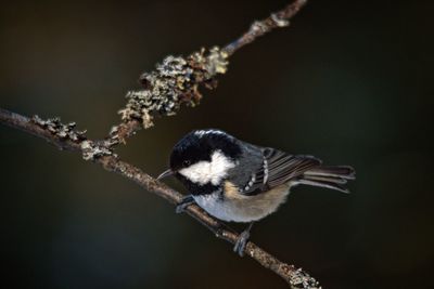 Close-up of bird perching on branch