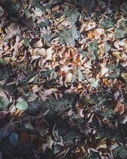 High angle view of maple leaves fallen on field in forest
