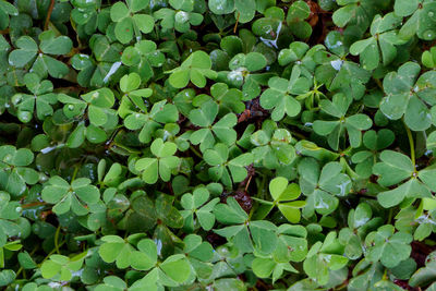 Full frame shot of plants growing on field