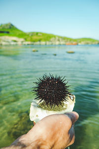 Sea animal on human hand in sea water