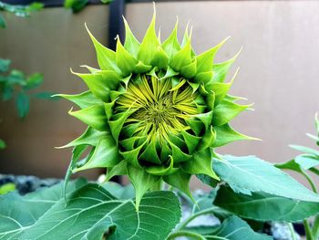 Close-up of plant