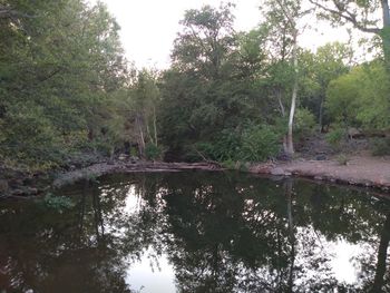 Scenic view of lake against trees in forest