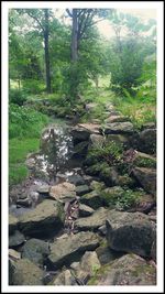 Stream flowing through forest